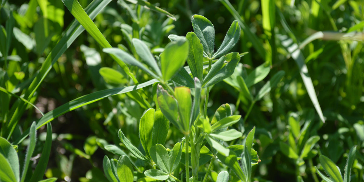 Using berseem clover to improve alfalfa production