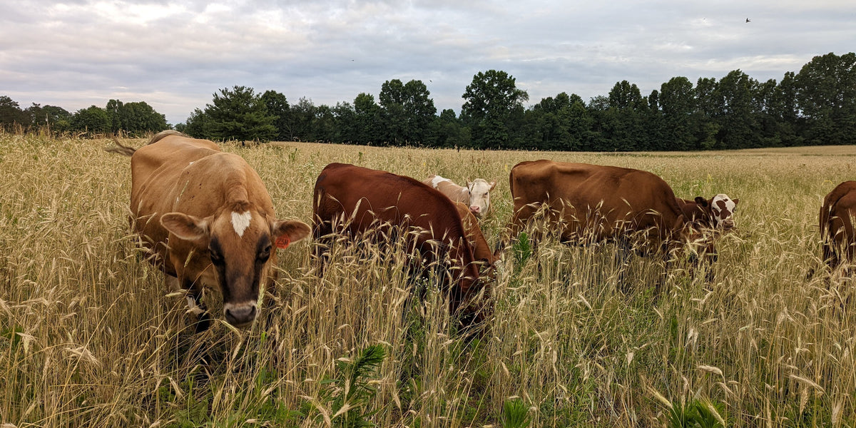 Understanding and Enhancing Soil Biology
