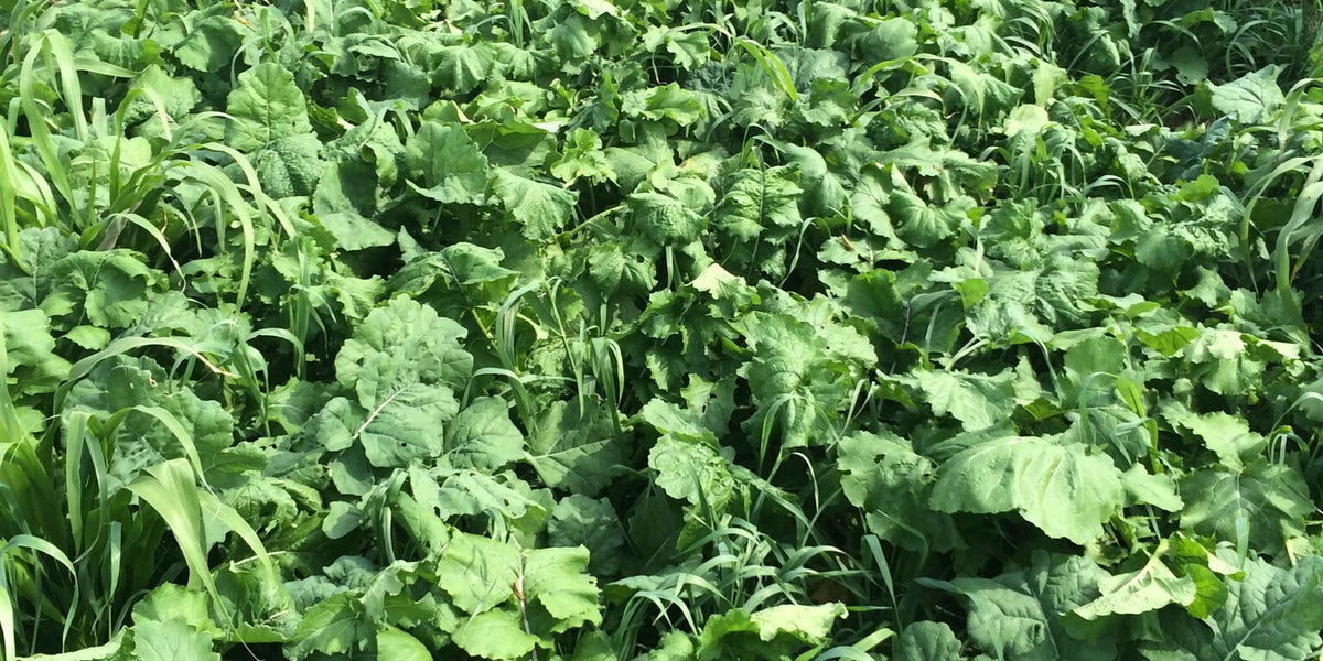 Plant Diversity: The Foundation of Soil Health