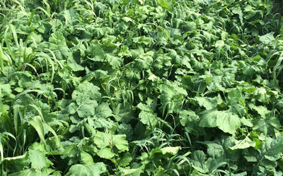 Plant Diversity: The Foundation of Soil Health