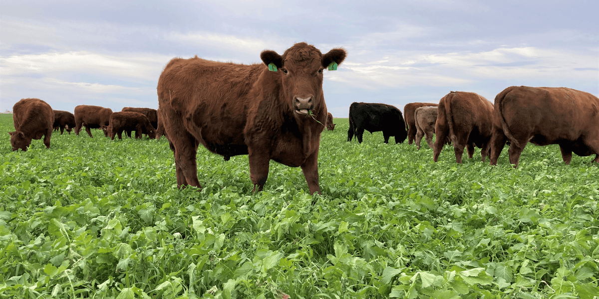 A beef steer standing in a field of lush cover crop along with the rest of his herd