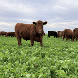 Year Round Grazing: Part 3 - Fall Forage Strategy