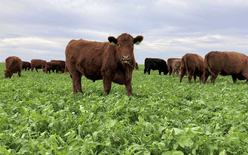 Year Round Grazing: Part 3 - Fall Forage Strategy