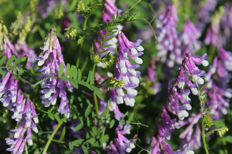 Green Cover's Top 10 Legumes