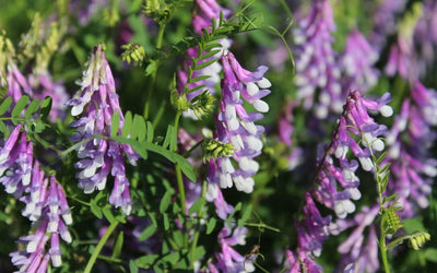 Green Cover's Top 10 Legumes
