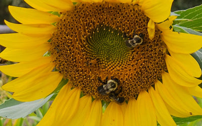Which Cover Crops Should I Plant?
