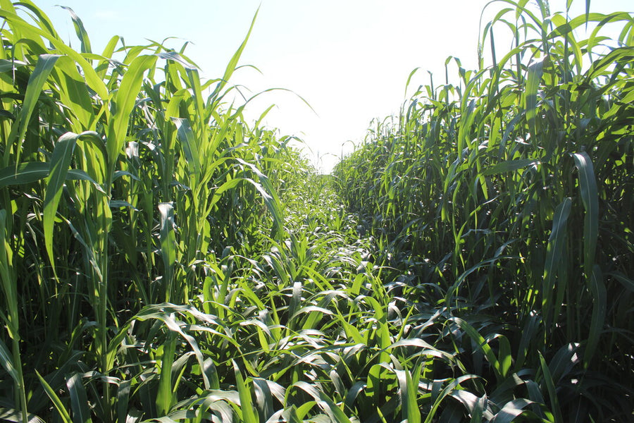 3 different varieties of sorghum sudangrass growing side by side