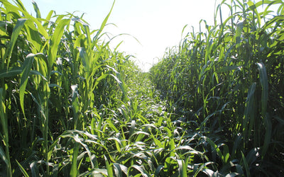 Sorghum Sudan Genetics Explained