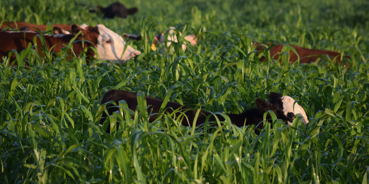 Why Should I Plant Cover Crops?