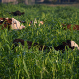 Why Should I Plant Cover Crops?