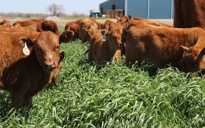 What's the Right Seeding Rate For Your Fall Cover Crop?