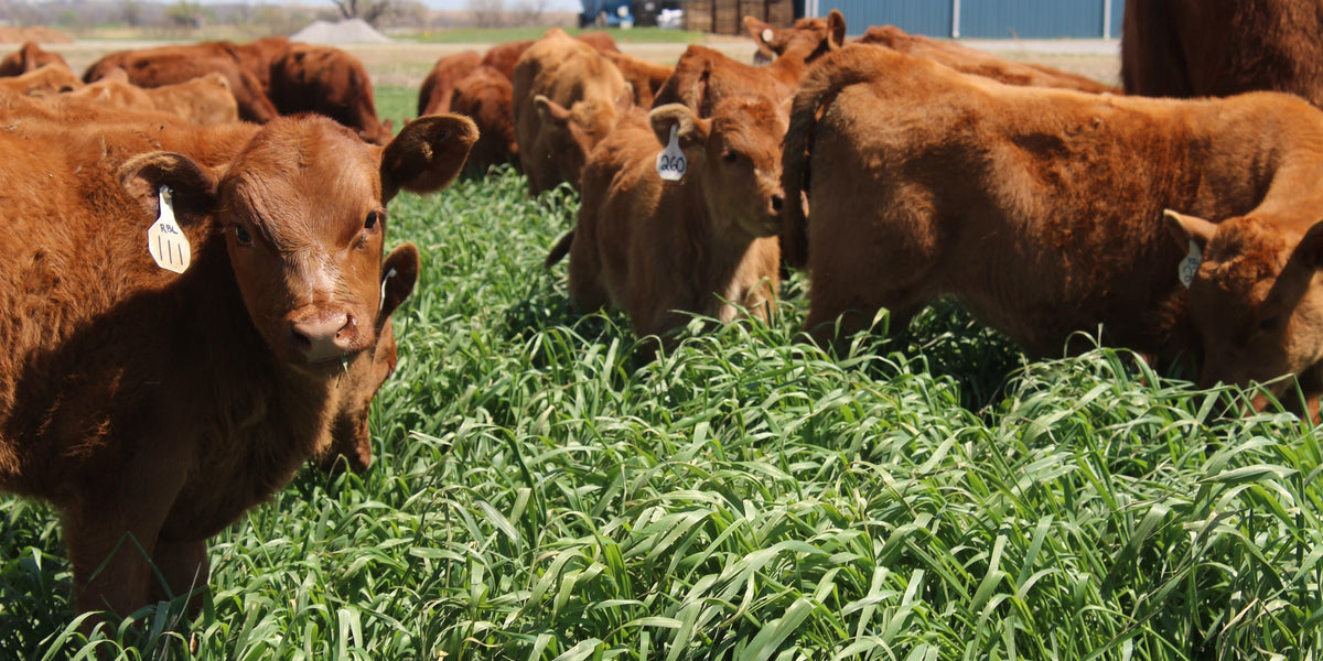 Cows grazing cereal rye cover crop