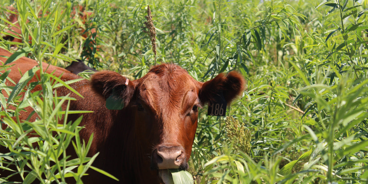 Livestock Integration