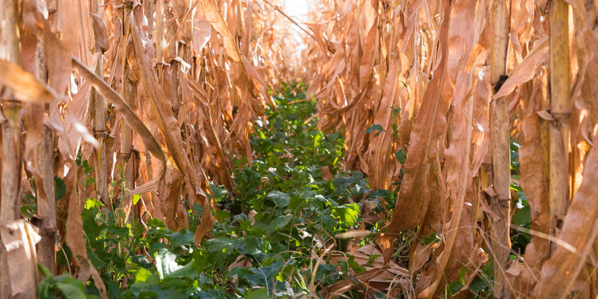 A diverse, living cover crop growing between mature rows of corn