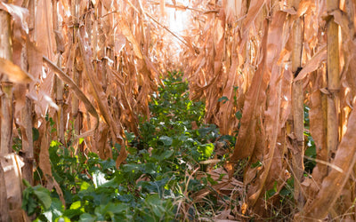 Corn Interseeding: What We've Learned In Our 2024 Test Plots