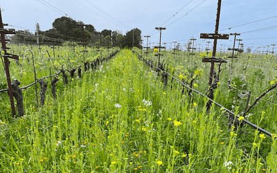How Much Are Your Cover Crops Worth? Vineyard Nutrient Data Revealed