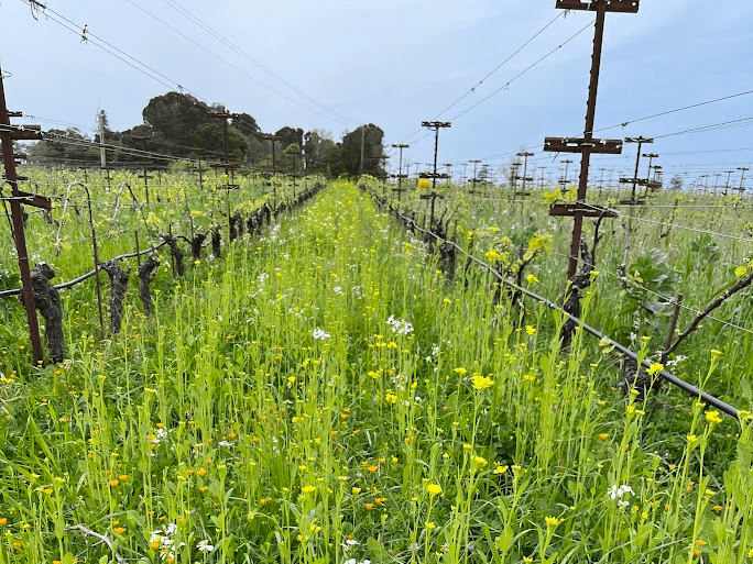 How Much Are Your Cover Crops Worth? Vineyard Nutrient Data Revealed