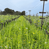 How Much Are Your Cover Crops Worth? Vineyard Nutrient Data Revealed