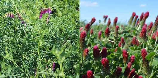 FAQ - Nitrogen Fixation: Hairy Vetch VS Crimson Clover