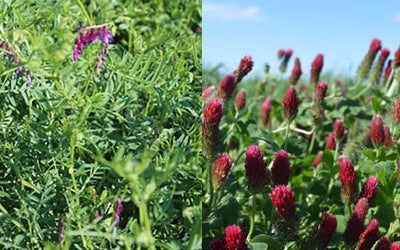FAQ - Nitrogen Fixation: Hairy Vetch VS Crimson Clover