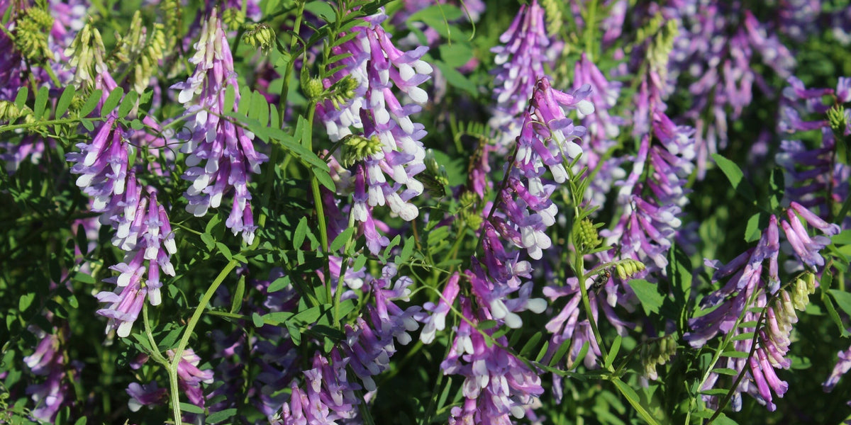 Fetch The Vetch