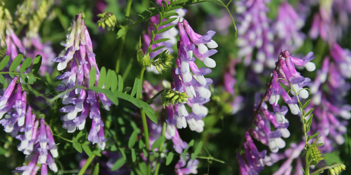 Hairy vetch plant blooming with purple blossoms