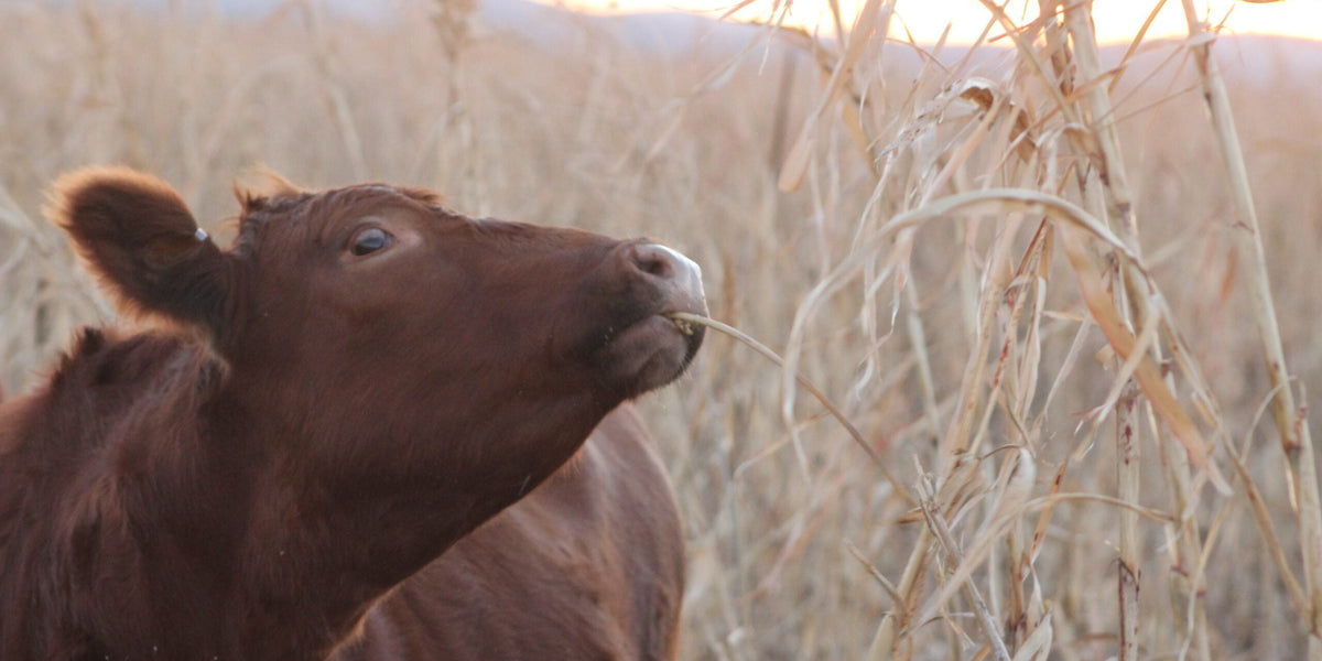 A cow grazes a diverse stockpiled forage mix during the winter months
