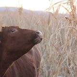 Myth: The Grazing Season Ends When The Growing Season Ends