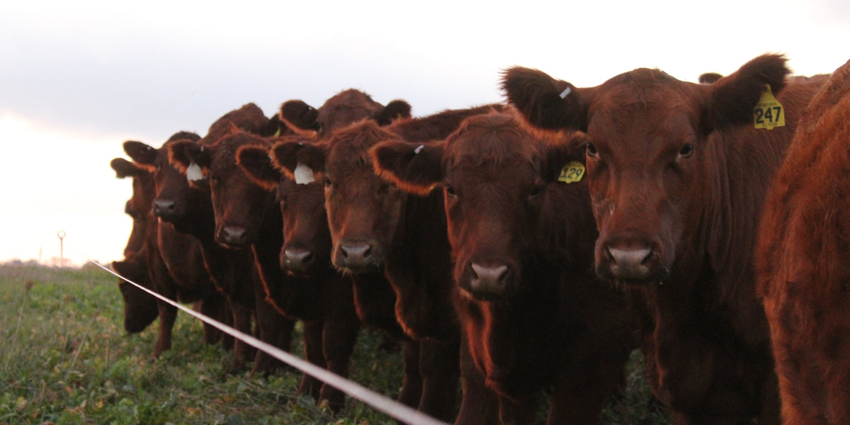 A photo of a group of heifers waiting along a fence line
