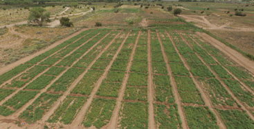 Milpa Resiliency Gardens