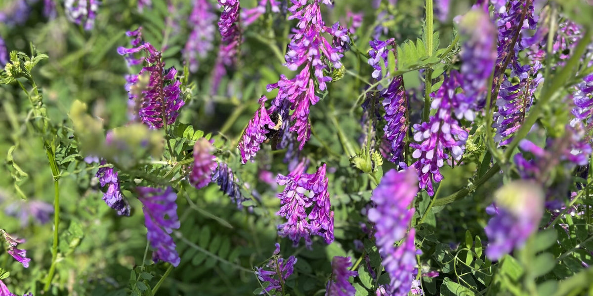 Planting cover crops in fall: When is it too late?