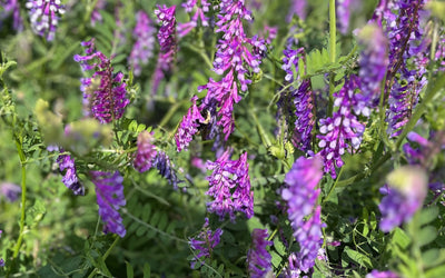 Planting cover crops in fall: When is it too late?