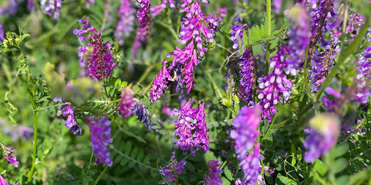 The Key to Producing 200lbs of Nitrogen with Hairy Vetch