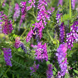 The Key to Producing 200lbs of Nitrogen with Hairy Vetch