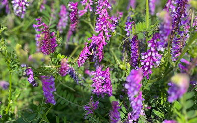The Key to Producing 200lbs of Nitrogen with Hairy Vetch