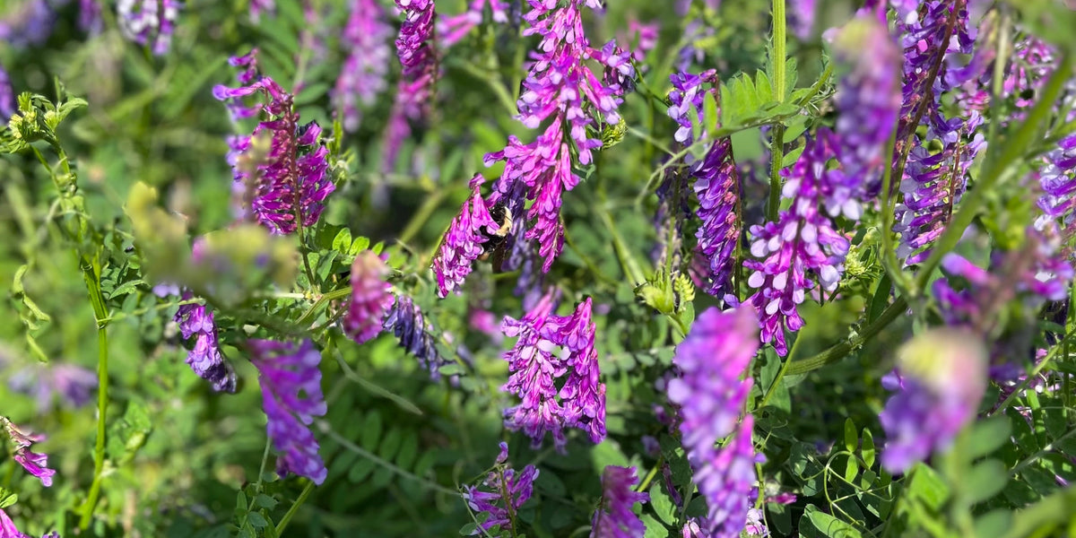 The Key to Producing 200lbs of Nitrogen with Hairy Vetch