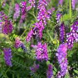 The Key to Producing 200lbs of Nitrogen with Hairy Vetch