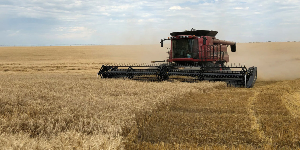 What Should I Do After Wheat?