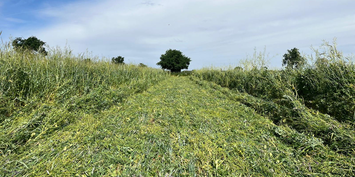 A roller crimped field in Italy form our Sergio Argenteri
