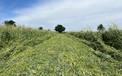Roller Crimping Cover Crops: Best Varieties & Timing Tips
