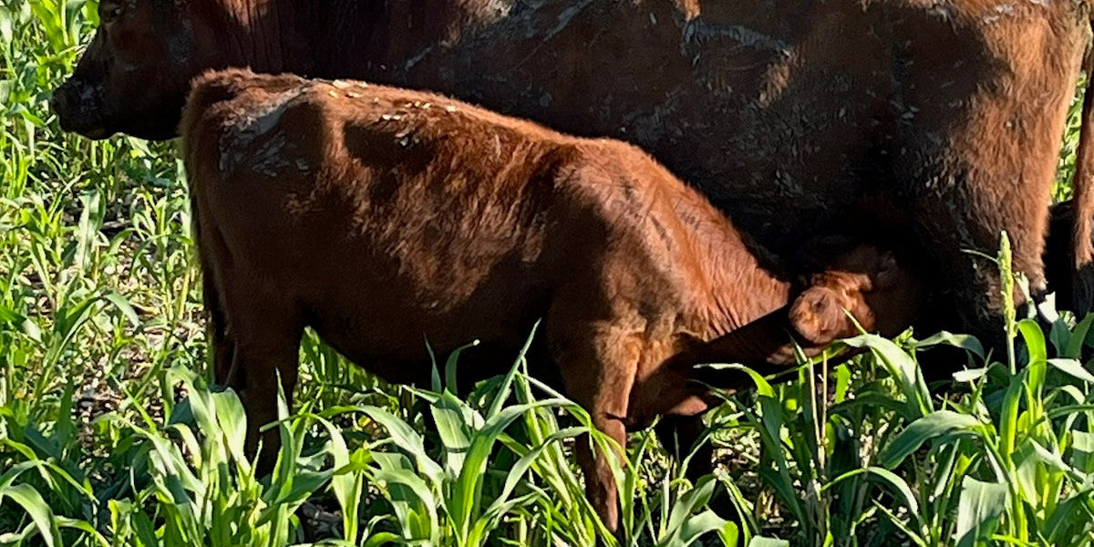 Growing Cows Instead of Corn