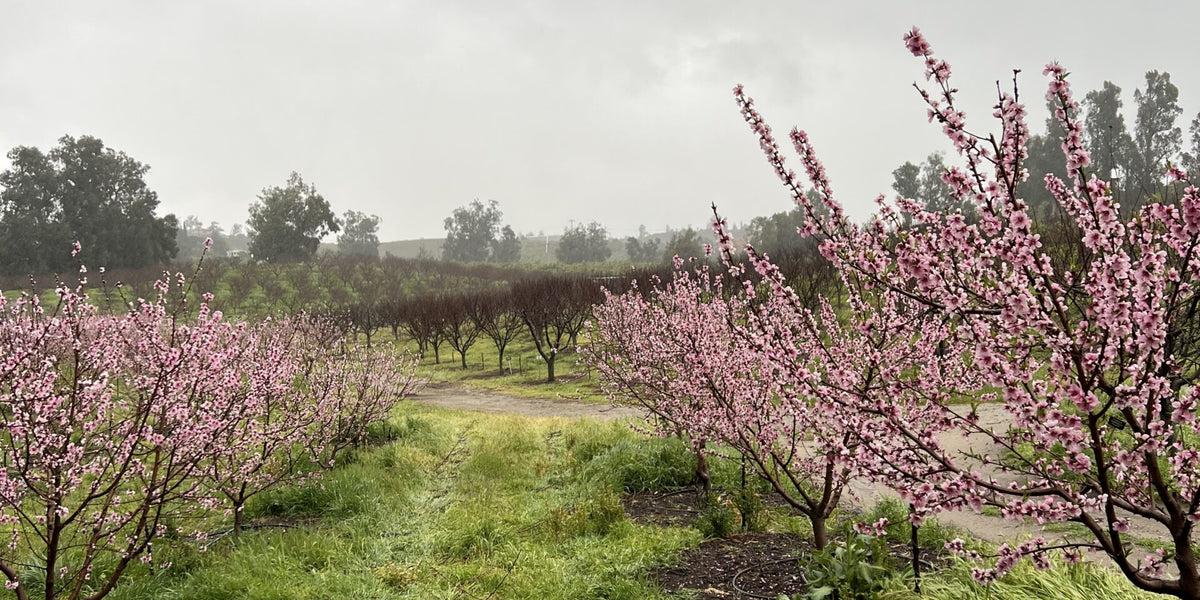 How cover crops can help prepare for rain in drought conditions