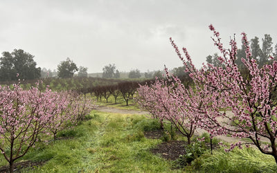 How cover crops can help prepare for rain in drought conditions