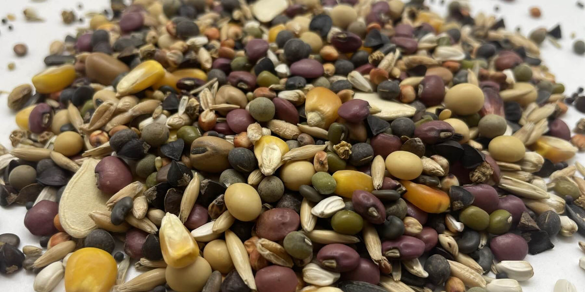 Cover Crop Seeding