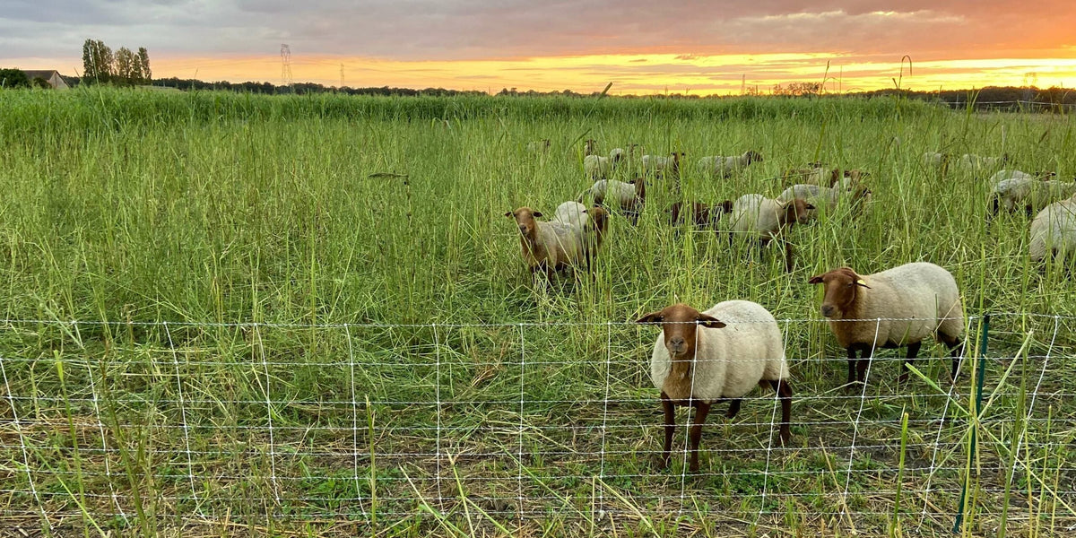 A photo of a flock of sheep grazing a cover crop