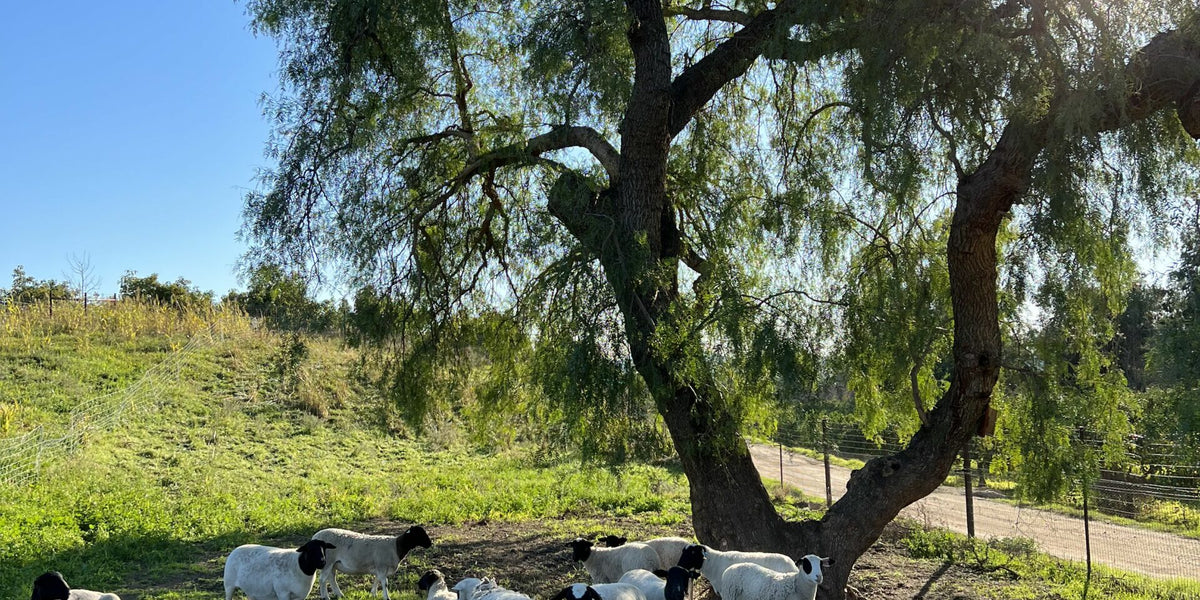 Spring forage options to take advantage of this year's moisture