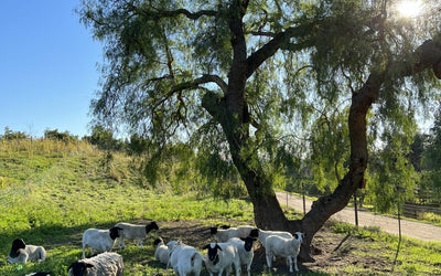 Spring forage options to take advantage of this year's moisture