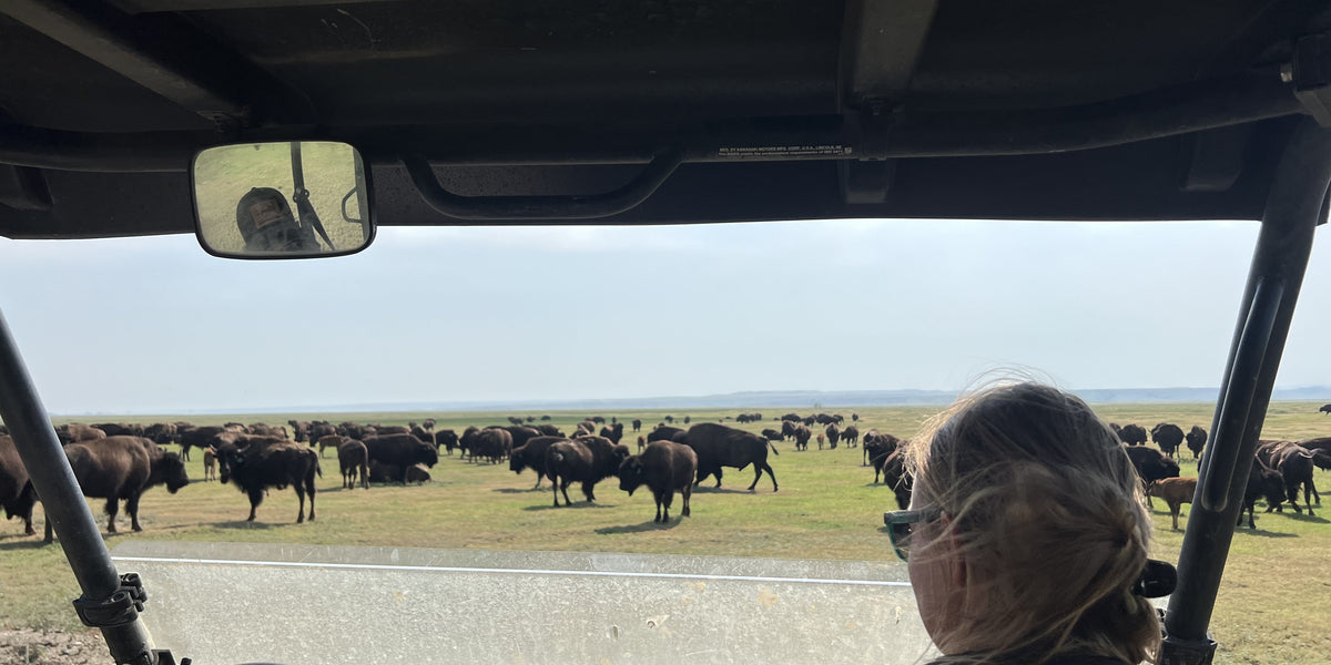 Looking out at a field of bison at Wild Idea Buffalo