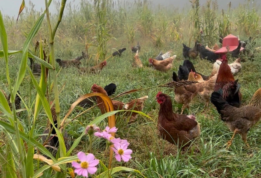 A photo of chickens foraging in a pasture