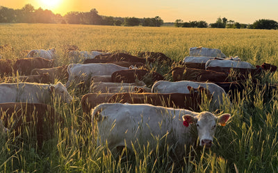 Rotational Grazing - Encouragements and Considerations